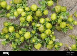 Attēlu rezultāti vaicājumam “Honckenya peploides fruit”