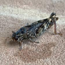 Attēlu rezultāti vaicājumam “Oedipoda caerulescens”