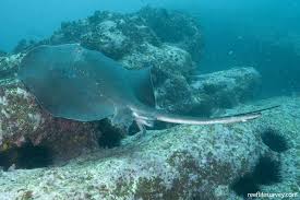 Image result for Bathytoshia brevicaudata