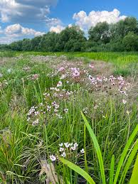 Attēlu rezultāti vaicājumam “Butomaceae”