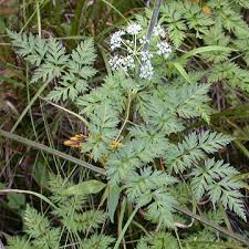 Attēlu rezultāti vaicājumam “Conioselinum tataricum”