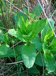 Attēlu rezultāti vaicājumam “Scrophularia umbrosa flower”