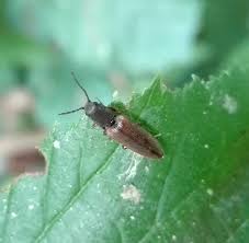 Attēlu rezultāti vaicājumam “Athous sp.”