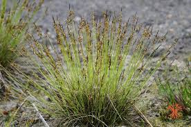 Attēlu rezultāti vaicājumam “Carex pulicaris”
