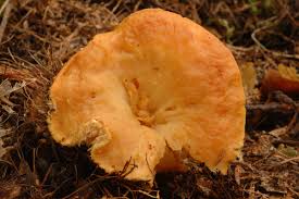 Attēlu rezultāti vaicājumam “Hydnum rufescens”