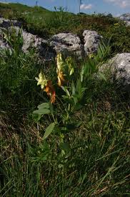 Attēlu rezultāti vaicājumam “Lathyrus laevigatus”