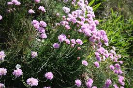Attēlu rezultāti vaicājumam “Armeria vulgaris leaf”