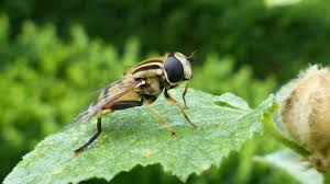 Attēlu rezultāti vaicājumam “Helophilus pendulus”