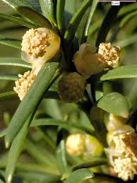 Attēlu rezultāti vaicājumam “Taxus baccata”