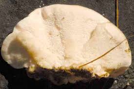 Attēlu rezultāti vaicājumam “Trametes ochracea”