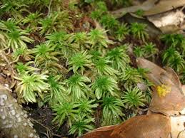 Attēlu rezultāti vaicājumam “Sphagnum austinii sporophyte”