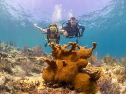 Image result for Looe Diving Club