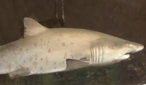 Image result for Chichester Sharks