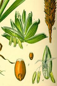 Attēlu rezultāti vaicājumam “Triticum aestivum”