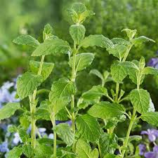 Image result for Mentha piperita