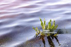 Attēlu rezultāti vaicājumam “Rumex aquaticus”