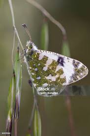 Attēlu rezultāti vaicājumam “Anthocharis cardamines”