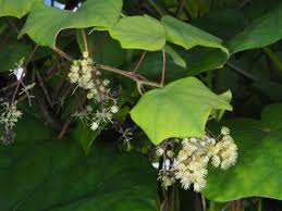 Attēlu rezultāti vaicājumam “Menispermum dauricum leaf”