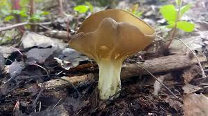 Attēlu rezultāti vaicājumam “Helvella acetabulum”