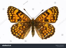 Attēlu rezultāti vaicājumam “Melitaea diamina”