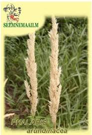 Attēlu rezultāti vaicājumam “Phalaroides arundinacea”