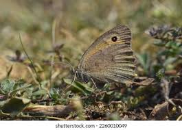 Attēlu rezultāti vaicājumam “Hyponephele lycaon female”