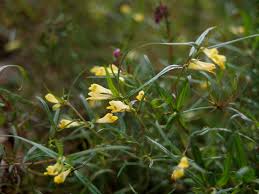 Attēlu rezultāti vaicājumam “Melampyrum sylvaticum flower”
