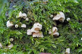 Attēlu rezultāti vaicājumam “Rimbachia neckerae”