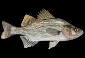 Image result for Morone americana