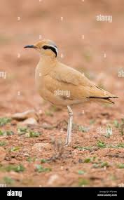 Image result for Cursorius cursor