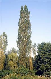 Attēlu rezultāti vaicājumam “Populus nigra Italica”