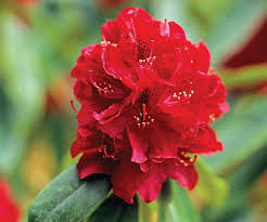 Attēlu rezultāti vaicājumam “rhododendron”