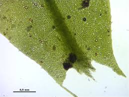 Attēlu rezultāti vaicājumam “Plagiomnium medium”