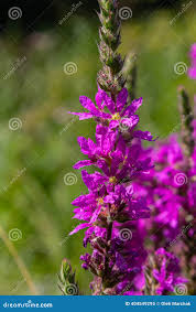 Attēlu rezultāti vaicājumam “Lythraceae”