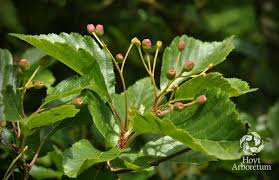 Attēlu rezultāti vaicājumam “Sorbus alnifolia”