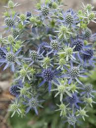 Image result for Eryngium `Blue Hobbit`