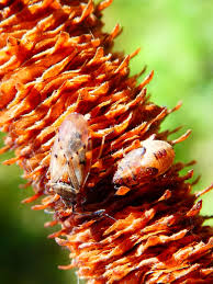 Attēlu rezultāti vaicājumam “Kleidocerys resedae imago”