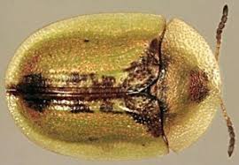 Attēlu rezultāti vaicājumam “Cassida”