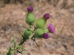 Attēlu rezultāti vaicājumam “Cirsium vulgare”
