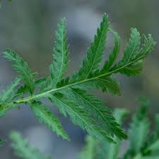 Image result for Tanacetum vulgare