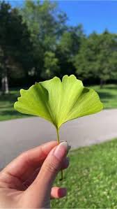 Attēlu rezultāti vaicājumam “Ginkgo biloba leaf”
