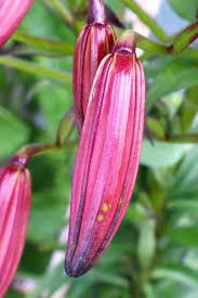 Attēlu rezultāti vaicājumam “Lilium martagon bud”