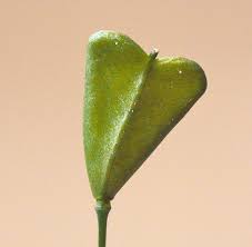 Attēlu rezultāti vaicājumam “Capsella bursa-pastoris fruit”