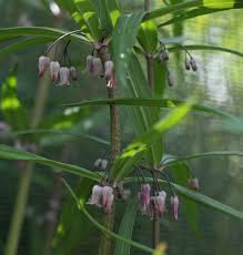 Attēlu rezultāti vaicājumam “Polygonatum verticillatum leaf”