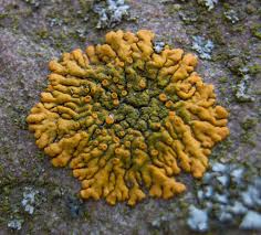 Attēlu rezultāti vaicājumam “Caloplaca saxicola”