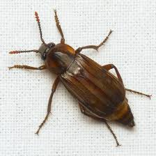 Attēlu rezultāti vaicājumam “Necrodes littoralis”