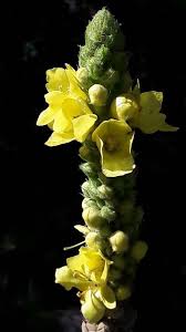 Attēlu rezultāti vaicājumam “Verbascum thapsus flower”