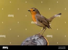 Attēlu rezultāti vaicājumam “Erithacus rubecula”