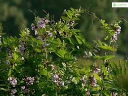 Attēlu rezultāti vaicājumam “Vicia sepium flower”