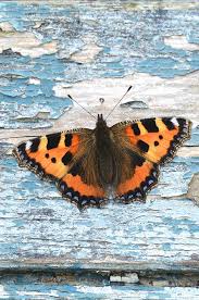 Image result for Small Tortoiseshell